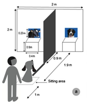 can dogs tell how old other dogs are